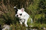 BOULEDOGUE FRANCAIS 1184